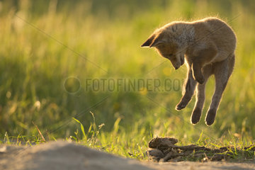 Red fox (Vulpes vulpes ) young playing   Country Fribourg   Switzerland