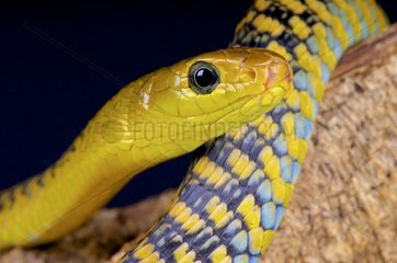 Portrait of Jackson's Black Tree Snake (Thrasops jacksonii)