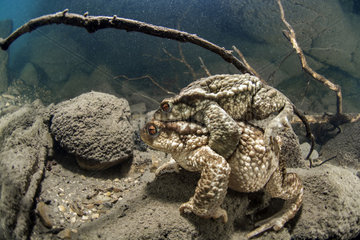 Common toads mating underwater  Lez river  Hérault  France