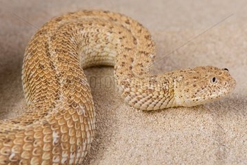 Peringuey's adder (Bitis peringueyi) on sand