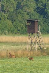 Western Roe Deers (Capreolus capreolus) in Front of Hunting blind  Hesse  Germany  Europe