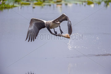 Spot-billed pelican or grey pelican (Pelecanus philippensis) drinking during the flight  Yala national patk  Sri Lanka