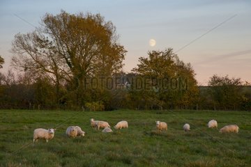 Sheep (Ovis aries) Sheep in a meadow at sunset  England  Autumn