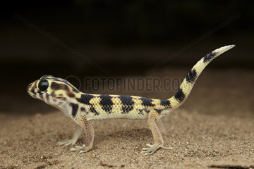 Giant Wonder Gecko (Teratoscincus scincus keyserlingi)  Ilam Province  Iran