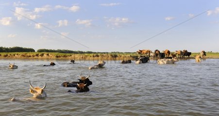 Swamp Cows crossing the river  Danube Delta  Romania