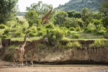 Kenya  Masai-Mara Game Reserve  Girafe masai (Giraffa camelopardalis)  sand river