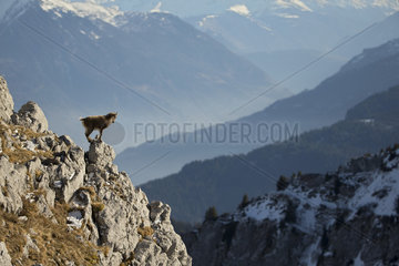 Young Alpine Ibex (Capra ibex) on rock  Alps   Switzerland.