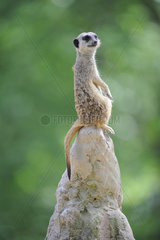 Meerkat (Suricata suricatta) on a mound