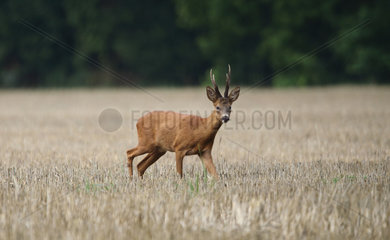 Roedeer (Capreolus capreolus) buck in a field  Normandy  France
