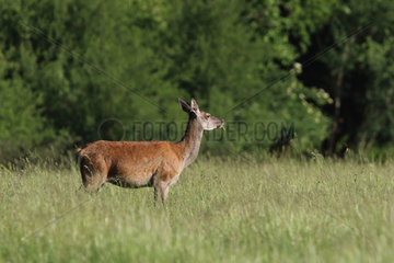 Red Deer (Cervus elaphus) female eating in a clearing  Normandy  France