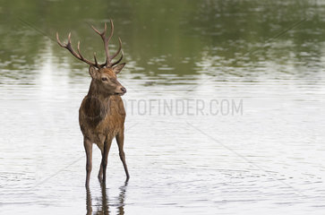 Red deer (Cervus elaphus) stag standing in water in Autumn  England