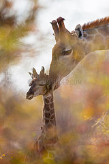 Giraffe (Giraffa camelopardalis) and baby giraffe  grooming  affection through the foliage of a tree  Namibia