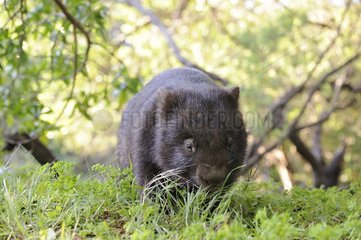 Common Wombat (Vombatus ursinus)  Wilson promontory  Victoria  Australia