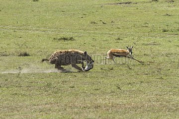 Kenya  Masai-Mara game reserve  Thomson's gazella (Gazella Thomsonii)  young trying to escape a hyena