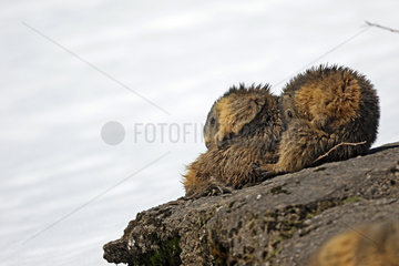 Alpine Marmots (Marmota Marmota) gromming output hibernation. Alps  Switzerland