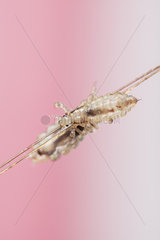 Head lices ( Pediculus humanus capitis ) clinging to the hair.
