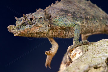 Pygmy chameleon (Rhampholeon acuminatus)  Nguru  Tanzania