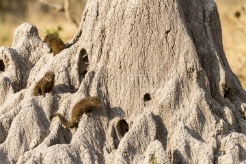 Botswana  Khwai river reserve  Dwarf mongoose (Helogale parvula)  group on termite mound