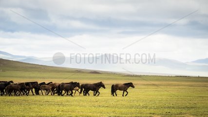 Mongolian horses in the steppe  Tsaritsyn Ereg - Province of Arkhangai - Mongolia