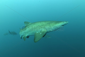 Sand Tiger Sharks grouping (Carcharias taurus) in open water - Off Port St. Johns  East Coast of South Africa