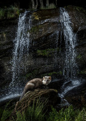 Marten (Martes foina) in front of a waterfall at night  Spain