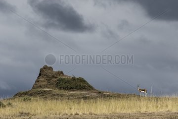 Kenya  Masai-Mara game reserve  Thomson's gazella (Gazella Thomsonii)  and storm