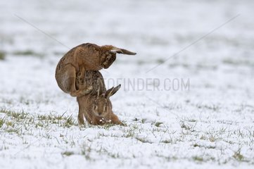 Brown hare (Lepus Europaeus) Hare mating in a snow covered meadow  England  Winter