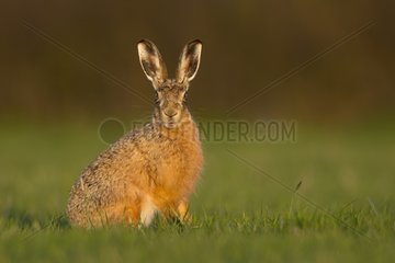 Brown hare (Lepus europaeus) Hare sitting in a meadow at sunset  England  Spring