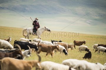 Herdsman goats riding  Province Khoevsgoel - Mongolia