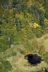 Forest on scree   bog of Frankenthal since Falimont pass   Nature Reserve Frankenthal - Missheimle near Le Hohneck   High Vosges  France