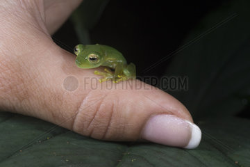 Emerald Glass Frog on a woman thumb in Omar Torrijos N.P. - Panama