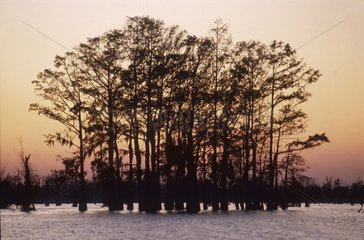 Louisiane  le bayou  bosquet de cyprès au coucher de soleil.