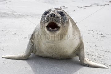 Northern elephant seal shouting in Falkland Islands