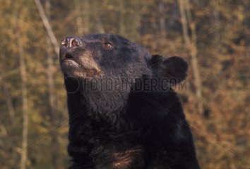 Ours noir d'Amérique mâle flairant l'air Amérique du Nord