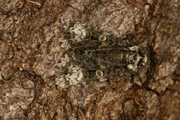 Ligusterfly posed on a trunk Sieuras Ariège France