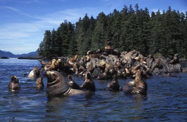 Steller sea lion Pacific Ocean Alaska