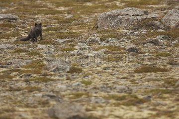 Arctic fox going in the polar tundra in Iceland