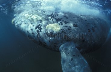 Young Southern right whale Atlantic Ocean