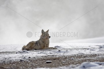 Coyote lying under the frost Yellowstone USA