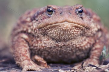 Portrait of a Common Toad Bulgaria