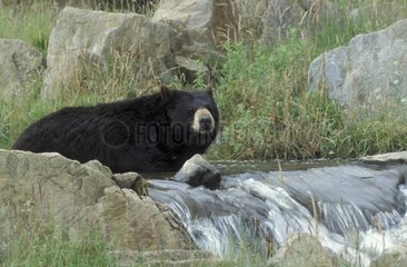 Amerikas Schwarzbär liegt in einem Fluss
