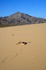 Sidewinder Horned rattle snake crawling on dune - California