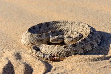 Sidewinder Horned rattle snake on sand -Mojave California