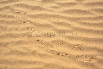 Sidewinder Horned rattle snake tracks on sand - California