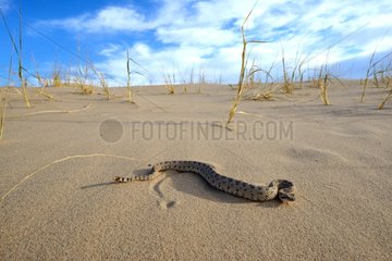 Sidewinder Horned rattle snake on sand - Mojave California