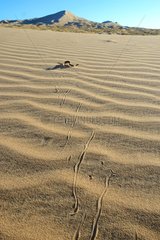 Sidewinder Horned rattle snake on dune - Mojave California