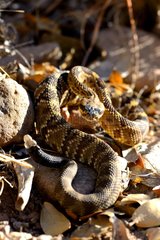 Black-tailed rattlesnake - Chiricahua mountains Arizona