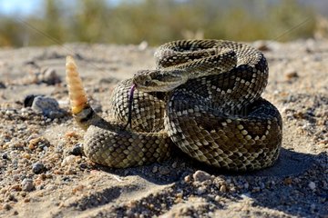 Mohave rattlesnake - Mohave desert California