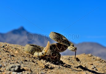 Mohave rattlesnake - Mohave desert California