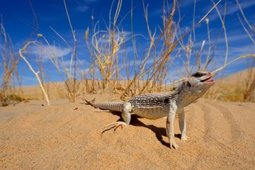 Desert Iguana on hot sand- Mohave desert California